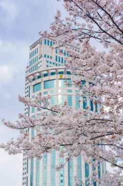 Wuhan, Hubei, Çin 'deki Kuzeybatı Gölü Meydanı' nda kiraz çiçekleri.