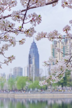 Wuhan, Hubei, Çin 'deki Kuzeybatı Gölü Meydanı' nda kiraz çiçekleri.