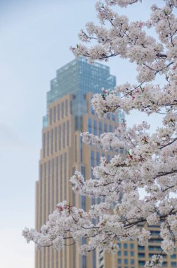 Wuhan, Hubei, Çin 'deki Kuzeybatı Gölü Meydanı' nda kiraz çiçekleri.