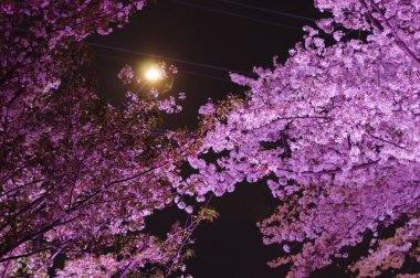 Wuhan, Hubei, Çin 'deki Kuzeybatı Gölü Meydanı' nda kiraz çiçekleri.