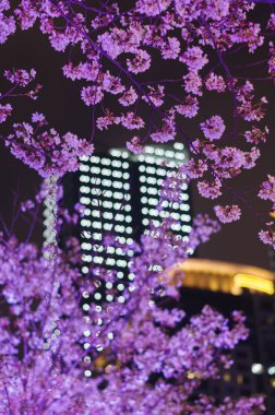 Wuhan, Hubei, Çin 'deki Kuzeybatı Gölü Meydanı' nda kiraz çiçekleri.