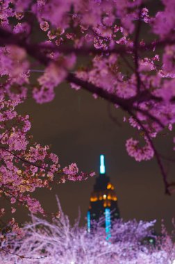 Wuhan, Hubei, Çin 'deki Kuzeybatı Gölü Meydanı' nda kiraz çiçekleri.