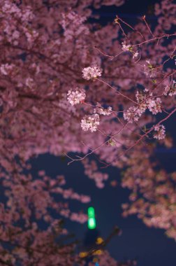 Wuhan, Hubei, Çin 'deki Kuzeybatı Gölü Meydanı' nda kiraz çiçekleri.