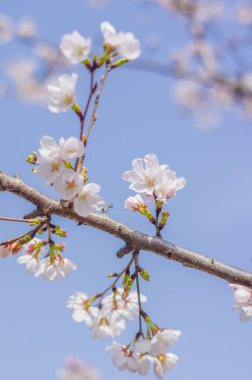 Hubei, Wuhan 'da kiraz çiçekleri, Çin