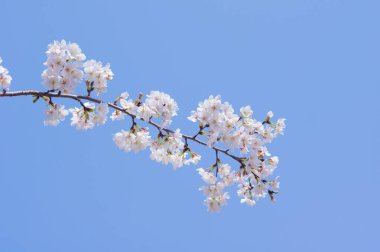 Hubei, Wuhan 'da kiraz çiçekleri, Çin