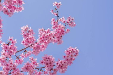 Hubei, Wuhan 'da kiraz çiçekleri, Çin