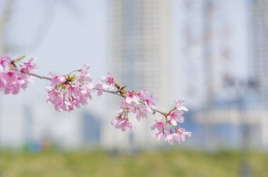 Hubei, Wuhan 'da kiraz çiçekleri, Çin