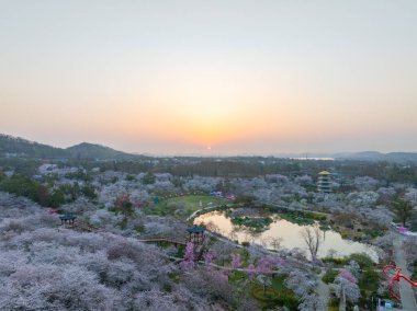 Wuhan, Hubei, Çin 'deki Doğu Gölü Kiraz Bahçesi' nde kiraz çiçekleri açar.