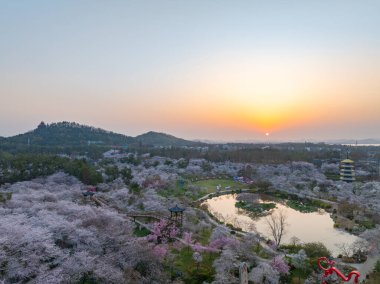 Wuhan, Hubei, Çin 'deki Doğu Gölü Kiraz Bahçesi' nde kiraz çiçekleri açar.