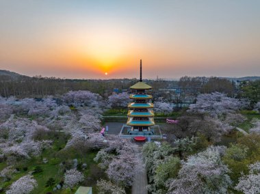 Wuhan, Hubei, Çin 'deki Doğu Gölü Kiraz Bahçesi' nde kiraz çiçekleri açar.