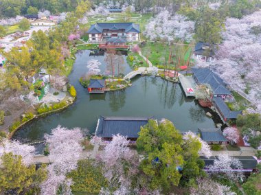 Wuhan, Hubei, Çin 'deki Doğu Gölü Kiraz Bahçesi' nde kiraz çiçekleri açar.
