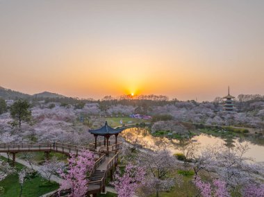 Wuhan, Hubei, Çin 'deki Doğu Gölü Kiraz Bahçesi' nde kiraz çiçekleri açar.