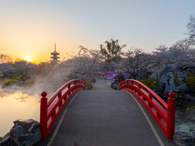 Wuhan, Hubei, Çin 'deki Doğu Gölü Kiraz Bahçesi' nde kiraz çiçekleri açar.