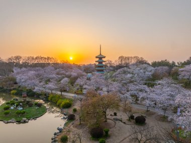 Wuhan, Hubei, Çin 'deki Doğu Gölü Kiraz Bahçesi' nde kiraz çiçekleri açar.