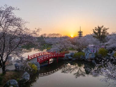 Wuhan, Hubei, Çin 'deki Doğu Gölü Kiraz Bahçesi' nde kiraz çiçekleri açar.