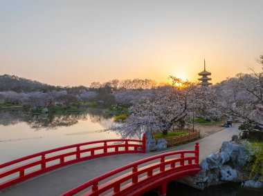 Wuhan, Hubei, Çin 'deki Doğu Gölü Kiraz Bahçesi' nde kiraz çiçekleri açar.