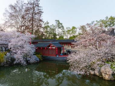 Wuhan, Hubei, Çin 'deki Doğu Gölü Kiraz Bahçesi' nde kiraz çiçekleri açar.