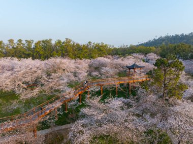 Wuhan, Hubei, Çin 'deki Doğu Gölü Kiraz Bahçesi' nde kiraz çiçekleri açar.