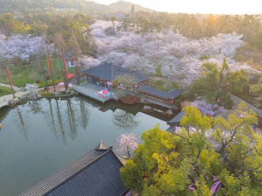Wuhan, Hubei, Çin 'deki Doğu Gölü Kiraz Bahçesi' nde kiraz çiçekleri açar.