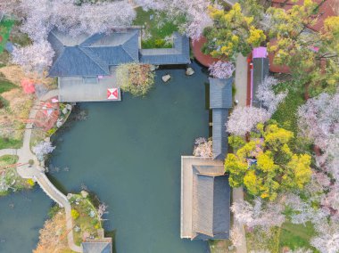 Wuhan, Hubei, Çin 'deki Doğu Gölü Kiraz Bahçesi' nde kiraz çiçekleri açar.