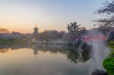 Wuhan, Hubei, Çin 'deki Doğu Gölü Kiraz Bahçesi' nde kiraz çiçekleri açar.