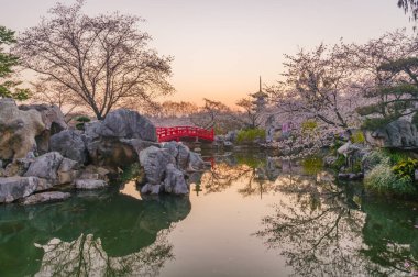 Wuhan, Hubei, Çin 'deki Doğu Gölü Kiraz Bahçesi' nde kiraz çiçekleri açar.