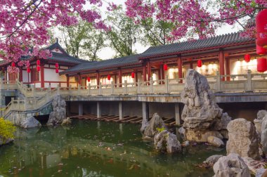 Wuhan, Hubei, Çin 'deki Doğu Gölü Kiraz Bahçesi' nde kiraz çiçekleri açar.