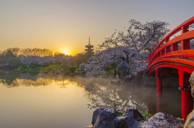 Wuhan, Hubei, Çin 'deki Doğu Gölü Kiraz Bahçesi' nde kiraz çiçekleri açar.