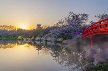 Wuhan, Hubei, Çin 'deki Doğu Gölü Kiraz Bahçesi' nde kiraz çiçekleri açar.