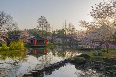 Wuhan, Hubei, Çin 'deki Doğu Gölü Kiraz Bahçesi' nde kiraz çiçekleri açar.