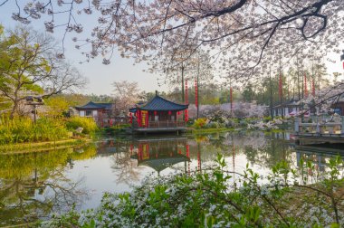 Wuhan, Hubei, Çin 'deki Doğu Gölü Kiraz Bahçesi' nde kiraz çiçekleri açar.