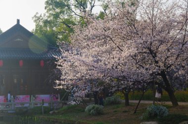 Wuhan, Hubei, Çin 'deki Doğu Gölü Kiraz Bahçesi' nde kiraz çiçekleri açar.