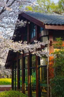 Wuhan, Hubei, Çin 'deki Doğu Gölü Kiraz Bahçesi' nde kiraz çiçekleri açar.