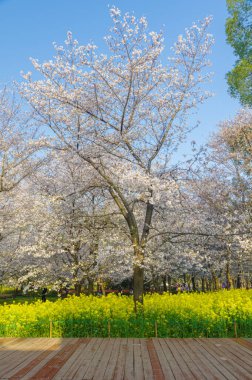 Wuhan, Hubei, Çin 'deki Doğu Gölü Kiraz Bahçesi' nde kiraz çiçekleri açar.