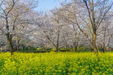 Wuhan, Hubei, Çin 'deki Doğu Gölü Kiraz Bahçesi' nde kiraz çiçekleri açar.