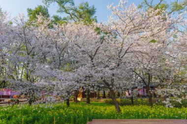 Wuhan, Hubei, Çin 'deki Doğu Gölü Kiraz Bahçesi' nde kiraz çiçekleri açar.