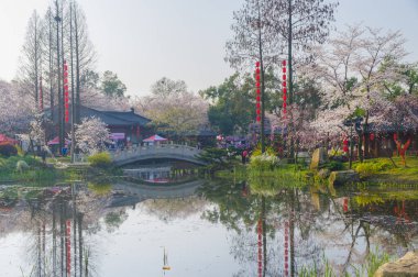 Wuhan, Hubei, Çin 'deki Doğu Gölü Kiraz Bahçesi' nde kiraz çiçekleri açar.