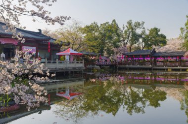 Wuhan, Hubei, Çin 'deki Doğu Gölü Kiraz Bahçesi' nde kiraz çiçekleri açar.