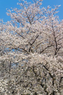 Wuhan, Hubei, Çin 'deki Doğu Gölü Kiraz Bahçesi' nde kiraz çiçekleri açar.