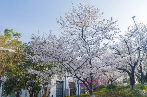 Hubei, Çin 'deki Wuhan Üniversitesi' nde kiraz çiçekleri çiçek açıyor.