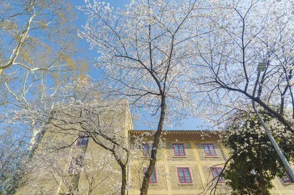 Hubei, Çin 'deki Wuhan Üniversitesi' nde kiraz çiçekleri çiçek açıyor.