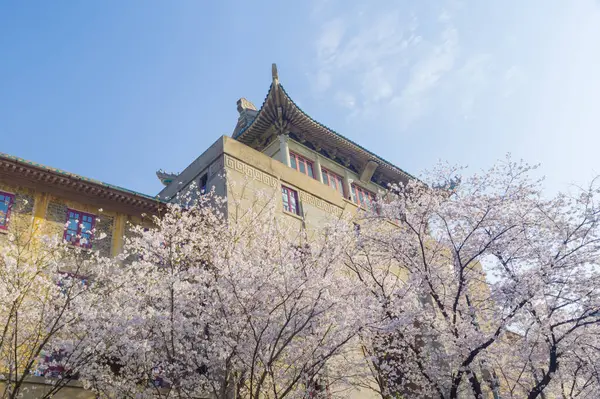 Hubei, Çin 'deki Wuhan Üniversitesi' nde kiraz çiçekleri çiçek açıyor.