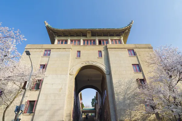 Hubei, Çin 'deki Wuhan Üniversitesi' nde kiraz çiçekleri çiçek açıyor.