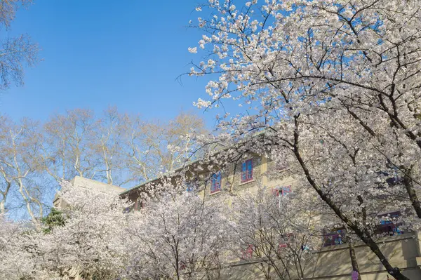 Hubei, Çin 'deki Wuhan Üniversitesi' nde kiraz çiçekleri çiçek açıyor.