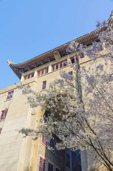 Hubei, Çin 'deki Wuhan Üniversitesi' nde kiraz çiçekleri çiçek açıyor.