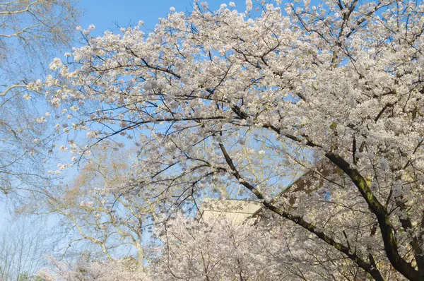 Hubei, Çin 'deki Wuhan Üniversitesi' nde kiraz çiçekleri çiçek açıyor.