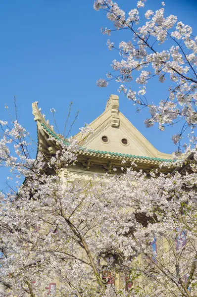 Hubei, Çin 'deki Wuhan Üniversitesi' nde kiraz çiçekleri çiçek açıyor.