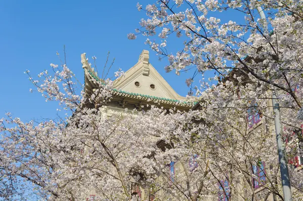 Hubei, Çin 'deki Wuhan Üniversitesi' nde kiraz çiçekleri çiçek açıyor.