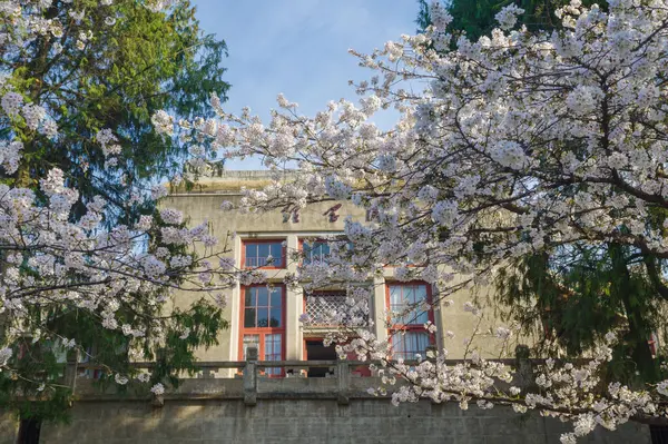Hubei, Çin 'deki Wuhan Üniversitesi' nde kiraz çiçekleri çiçek açıyor.