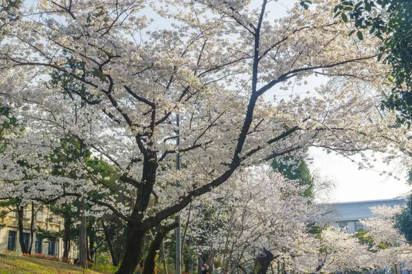 Hubei, Çin 'deki Wuhan Üniversitesi' nde kiraz çiçekleri çiçek açıyor.